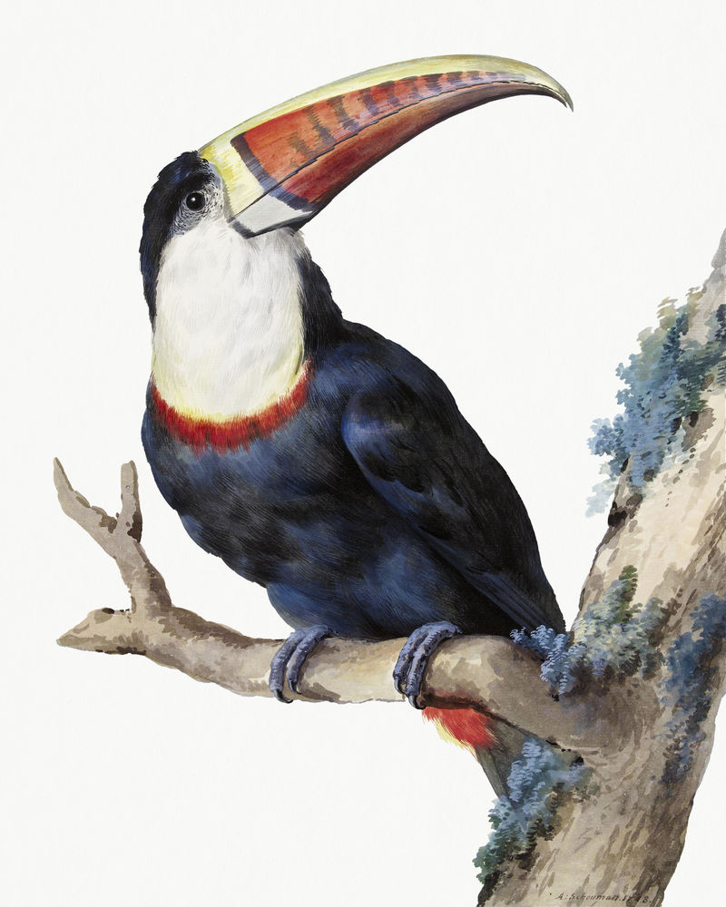 红嘴巨嘴鸟psd插图由Aert Schouman的艺术作品混合而成