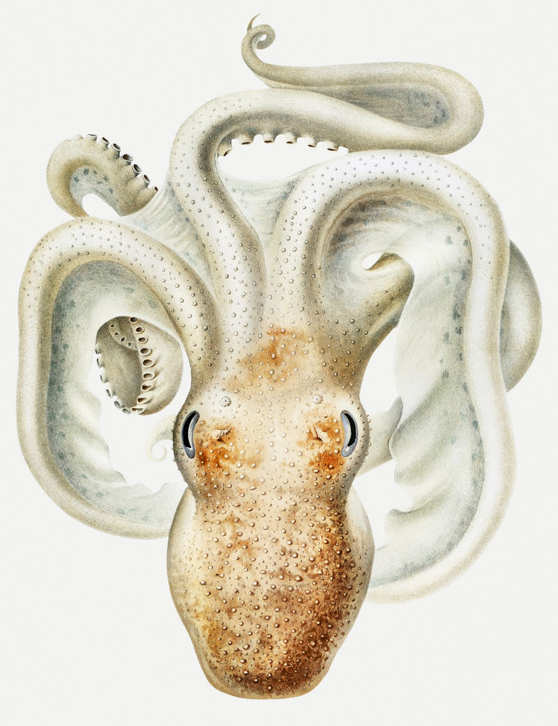 Vintage Velodona章鱼插图