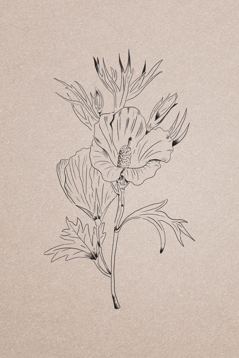 手绘紫丁香芙蓉花插画