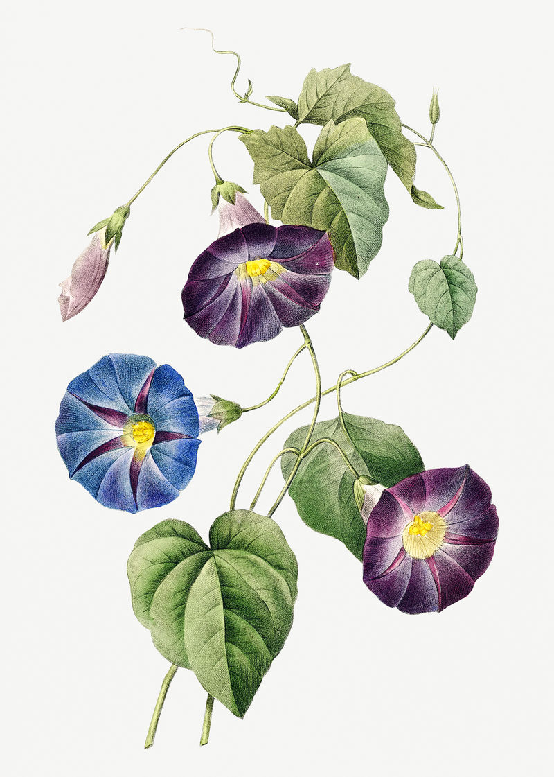牵牛花植物插图由皮埃尔·约瑟夫·雷多特的艺术作品混合而成