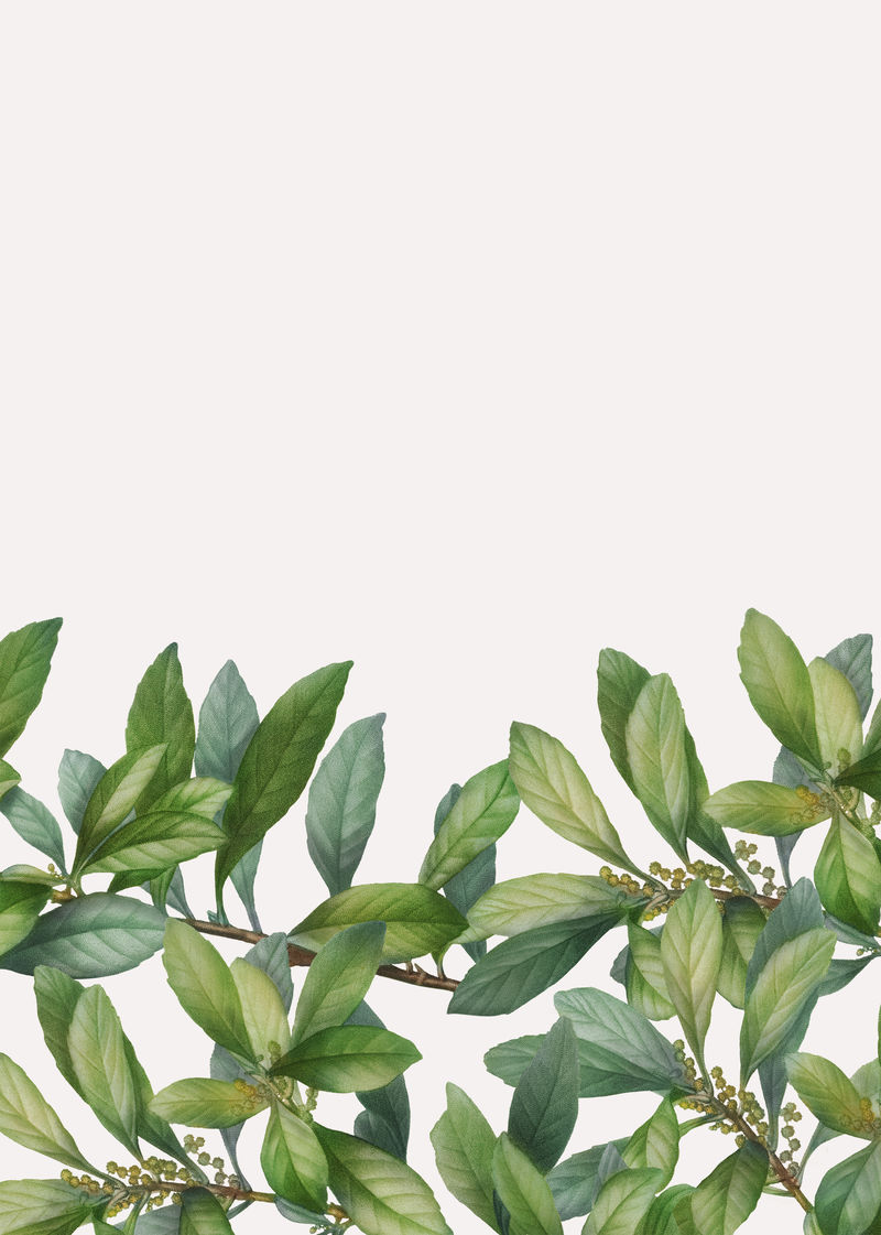 热带植物叶背景插图