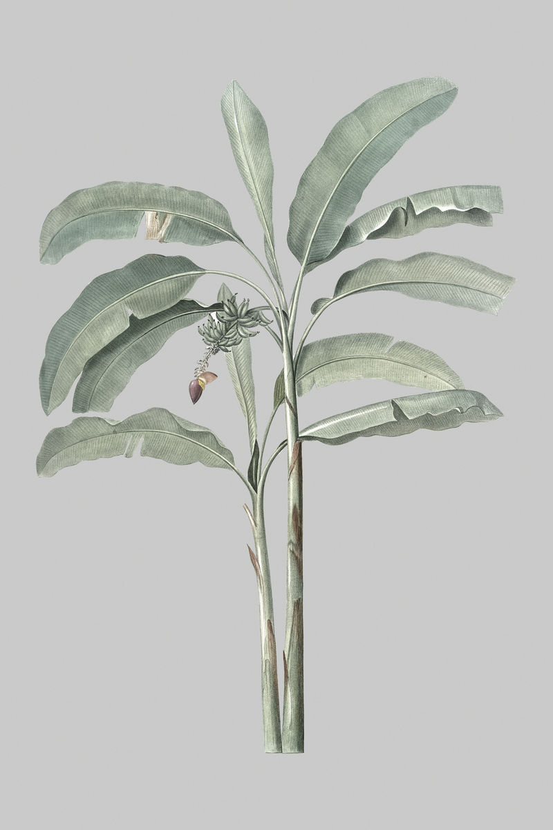 灰色背景上的手绘香蕉树