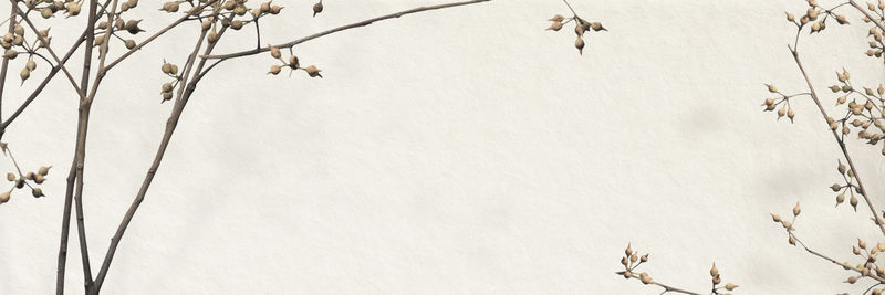 干枝边框psd设计空间横幅背景