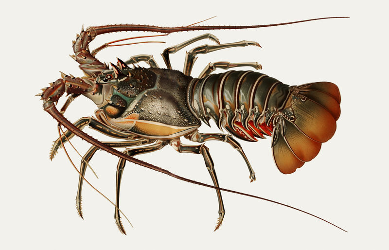 欧洲龙虾的插图