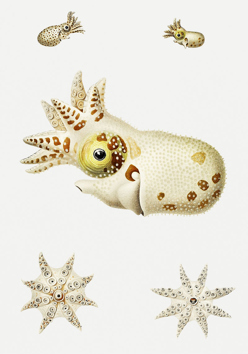 奇怪的海洋生物插图