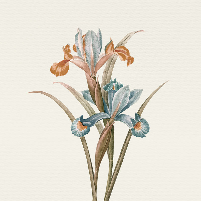 复古鸢尾花psd插图从公共领域艺术品中混合
