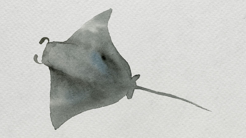 白色画布模板上的水彩画蝠鲼