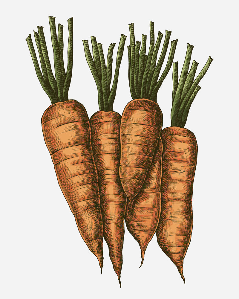 新鲜有机胡萝卜绘图说明