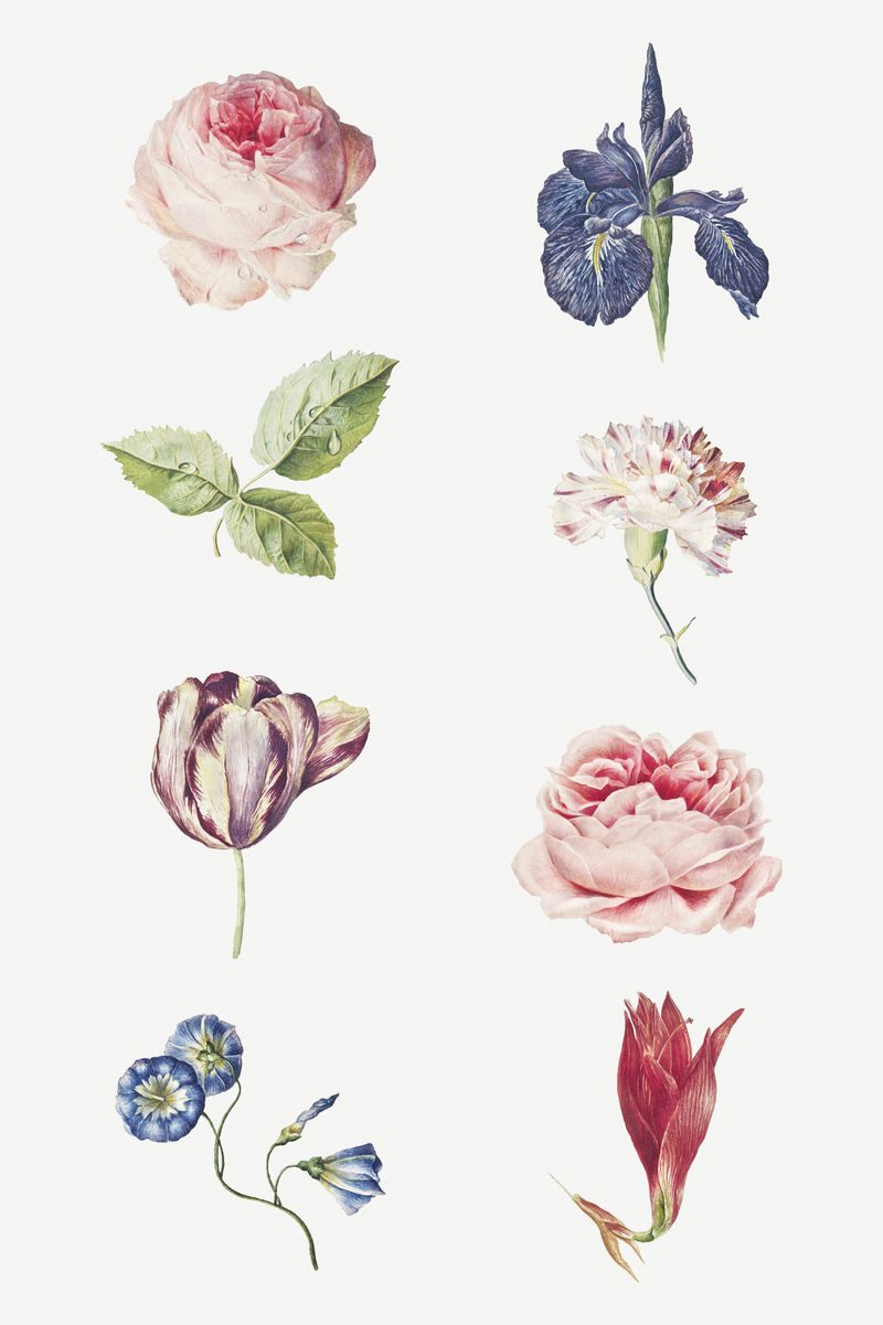 盛开的石蒜花鸢尾花兰花郁金香和玫瑰花集合设计资源