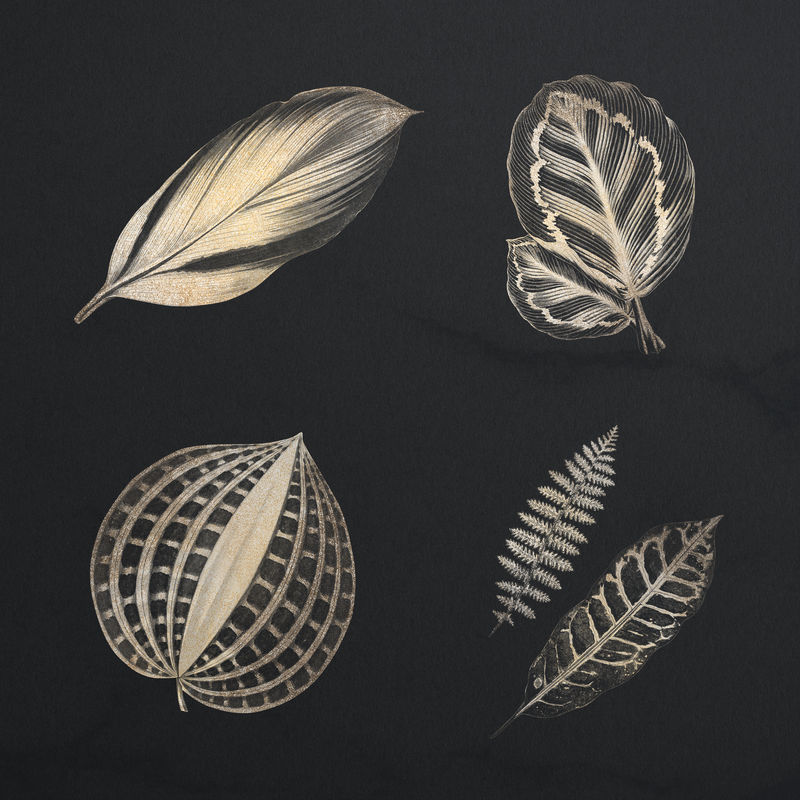 黑色背景上的金色蕨类叶子系列