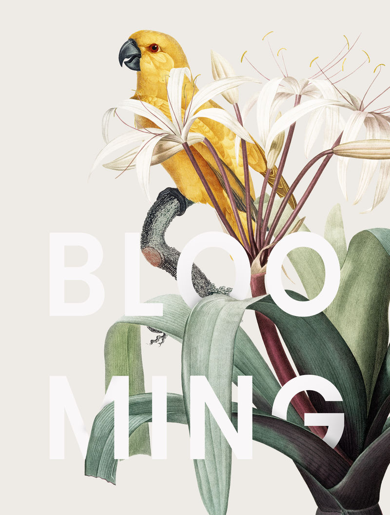 带花金刚鹦鹉框png