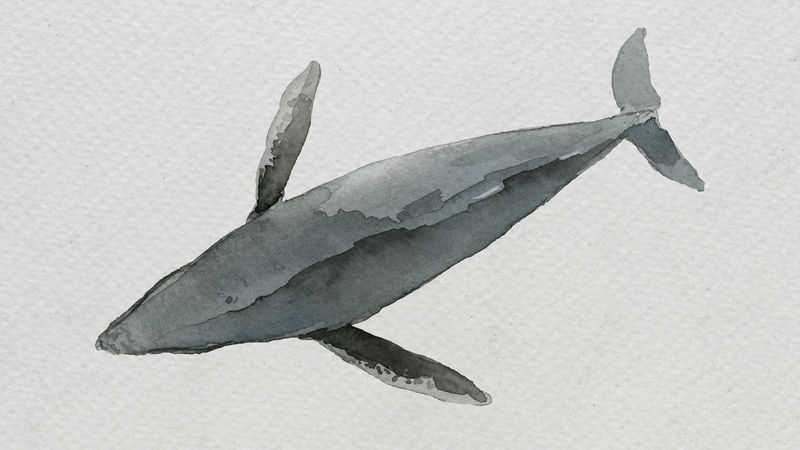 在白色画布模板上绘制的水彩画