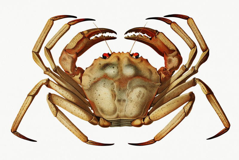 大西洋深海红蟹插图