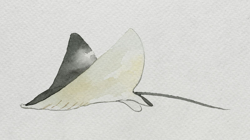 白色画布模板上的水彩画蝠鲼