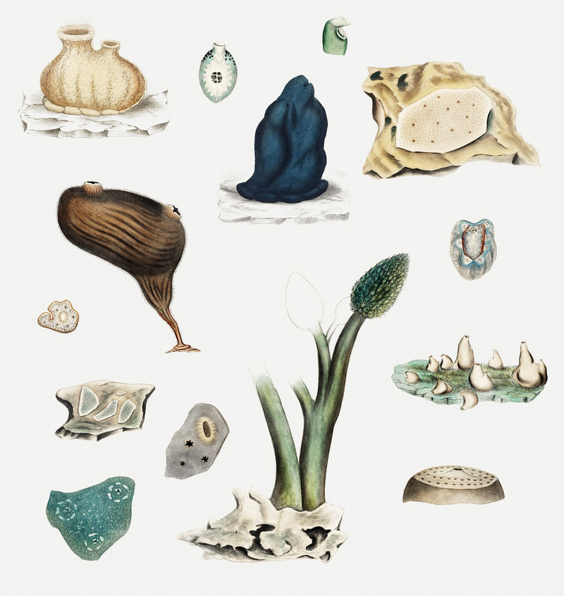 海鞘品种集插图