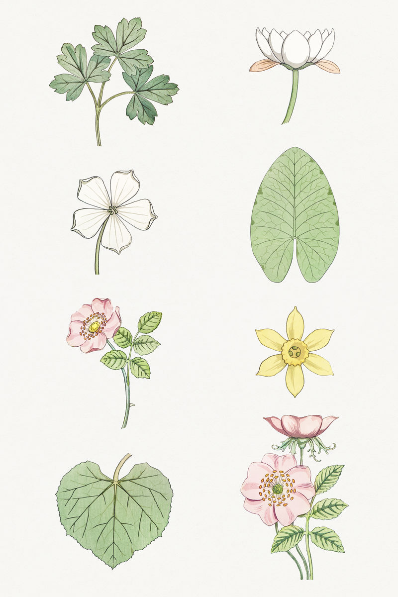 复古花叶设计元素