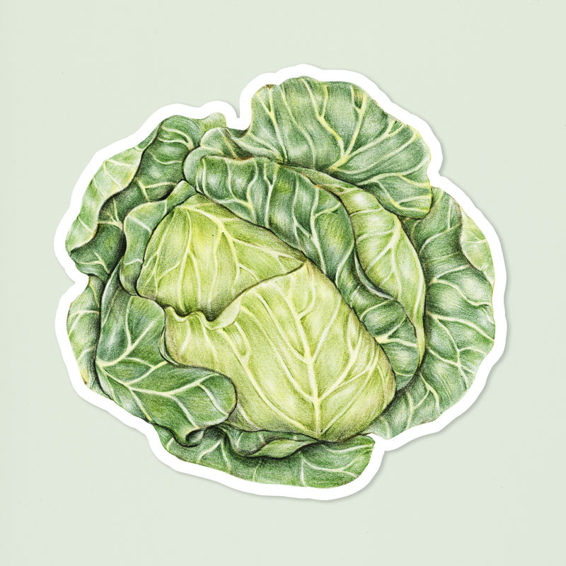 绿卷心菜蔬菜插画