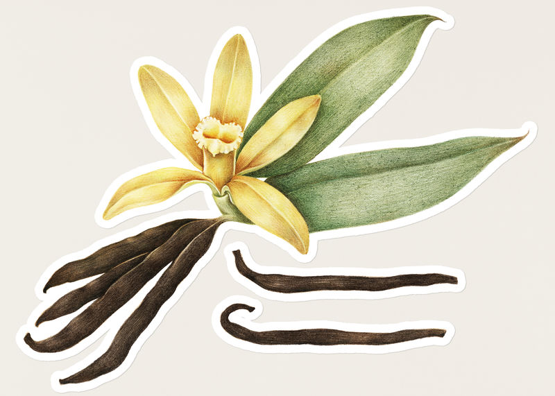 白色边框手绘香草贴纸