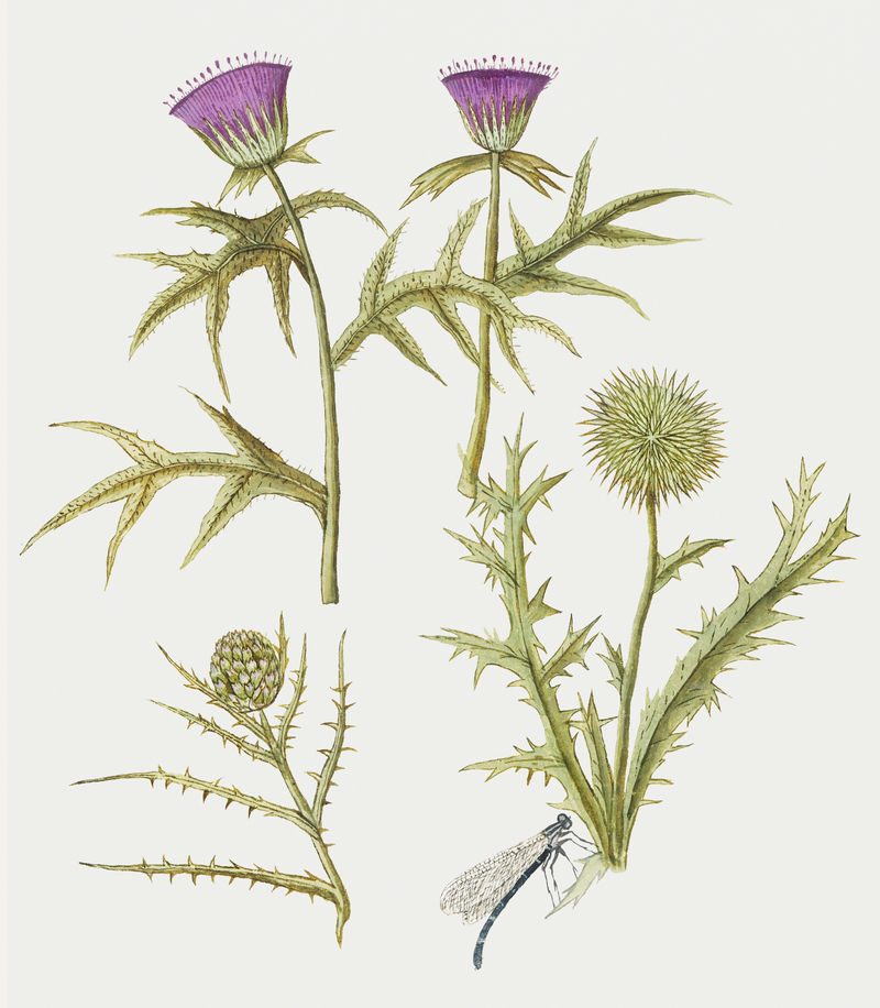 复古蓟和洋蓟花插图