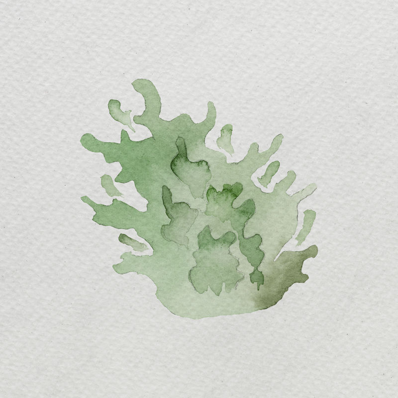 水彩画白色帆布模板上的海藻