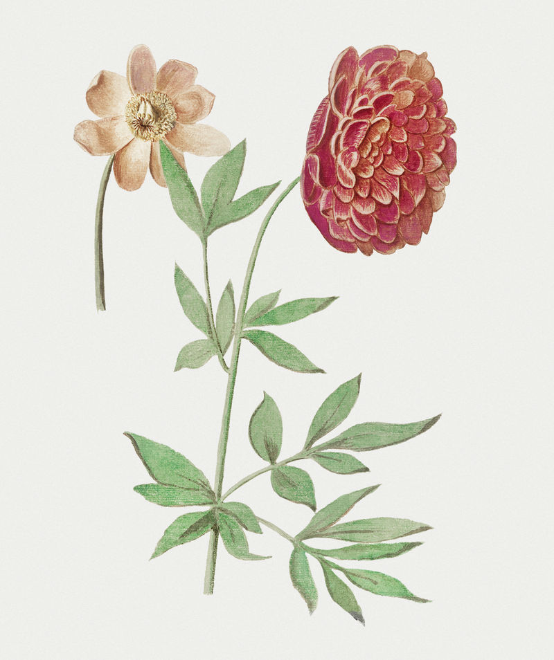古董牡丹花插画