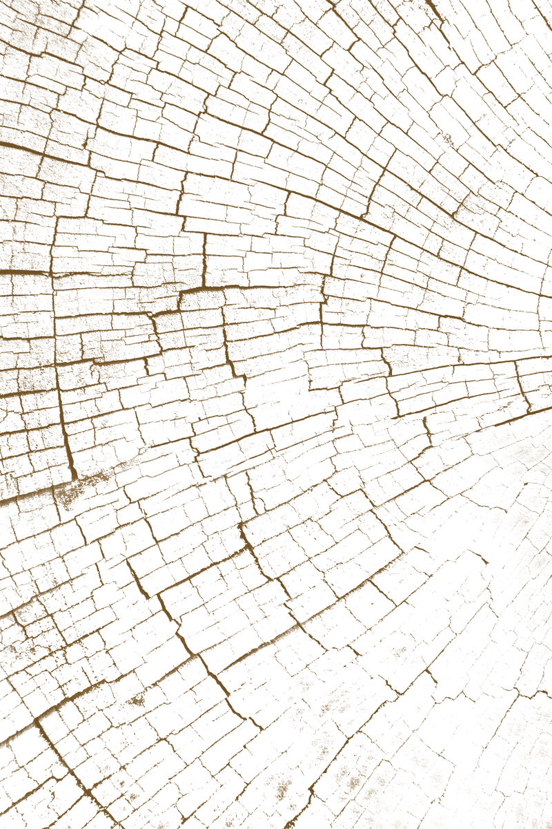 漂白树轮纹理设计背景