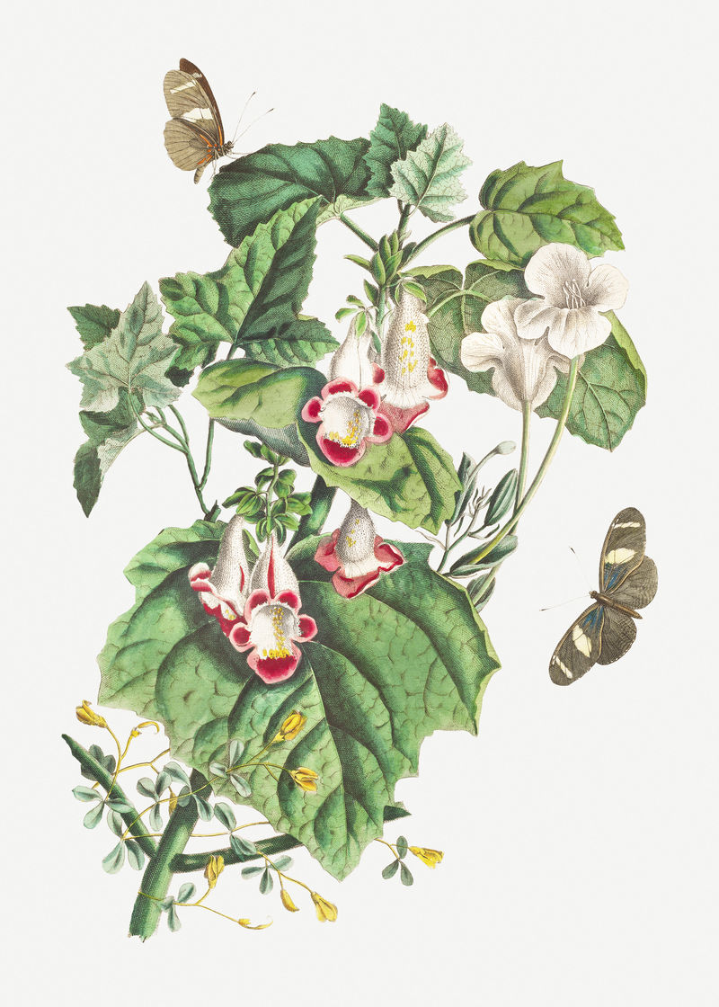 复古猫';s爪花设计元素