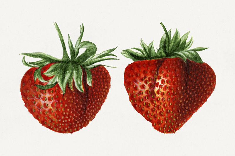经典草莓插图模型