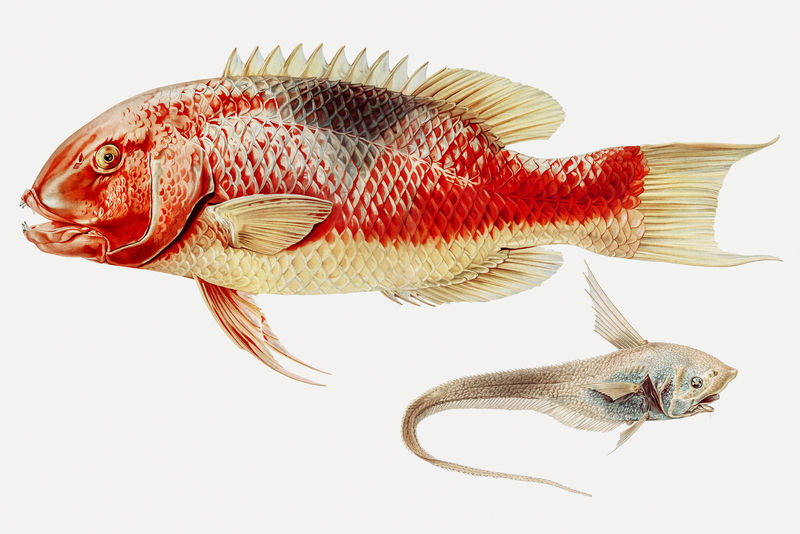 猪鱼和鳐鱼插图