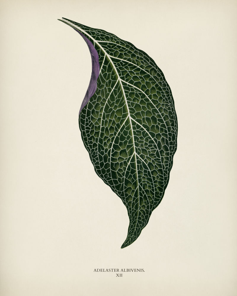 本杰明·福塞特(1808-1893)为雪莉·希伯德(1825-1890)的新的和稀有的美丽叶子植物雕刻的阿德拉斯特·阿尔比维尼斯