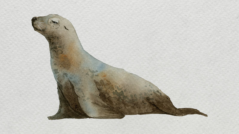 白色帆布模板上的水彩画印章