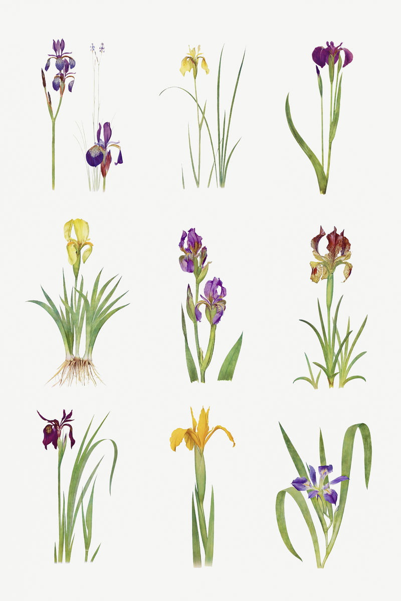 复古鸢尾花插画集模板