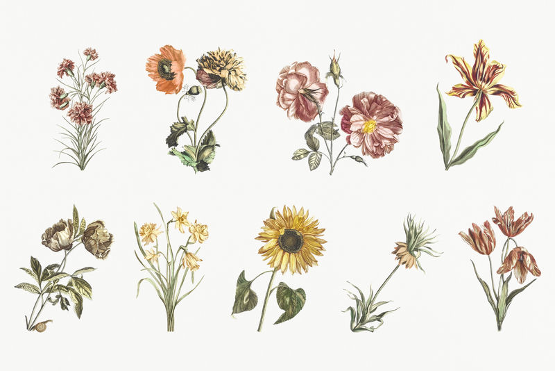 复古花卉psd手绘插图套装