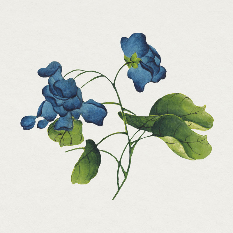 中国攀缘蓝花psd张若爱艺术作品混音