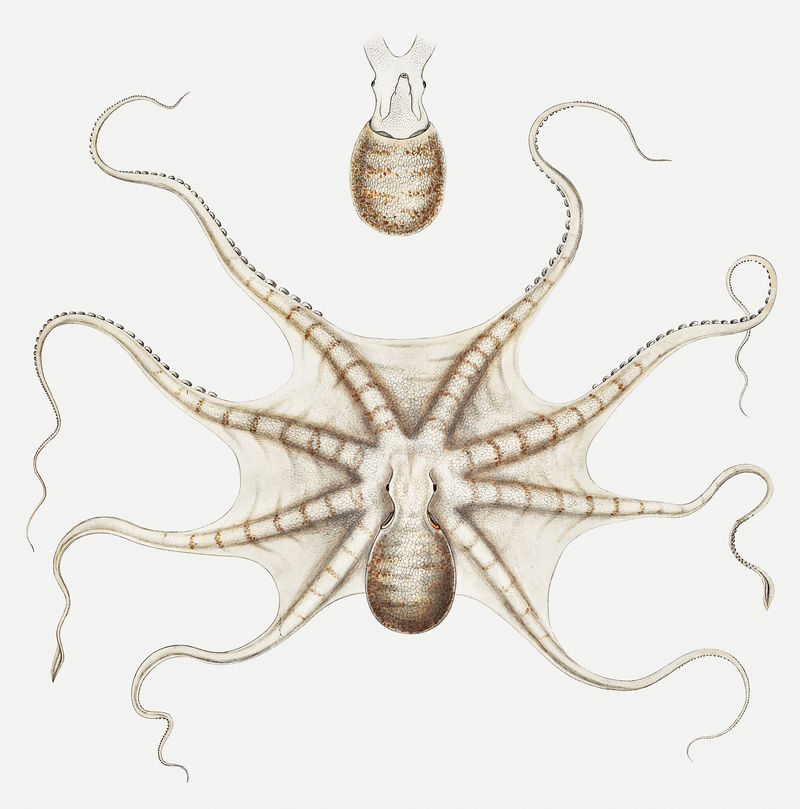 章鱼海狸古尔德章鱼插图