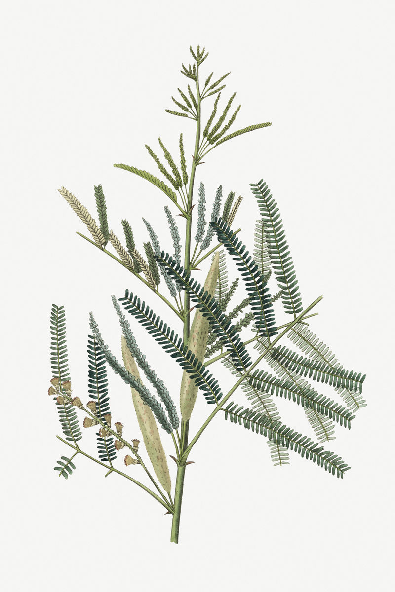 植物psd含羞草儿茶植物复古素描