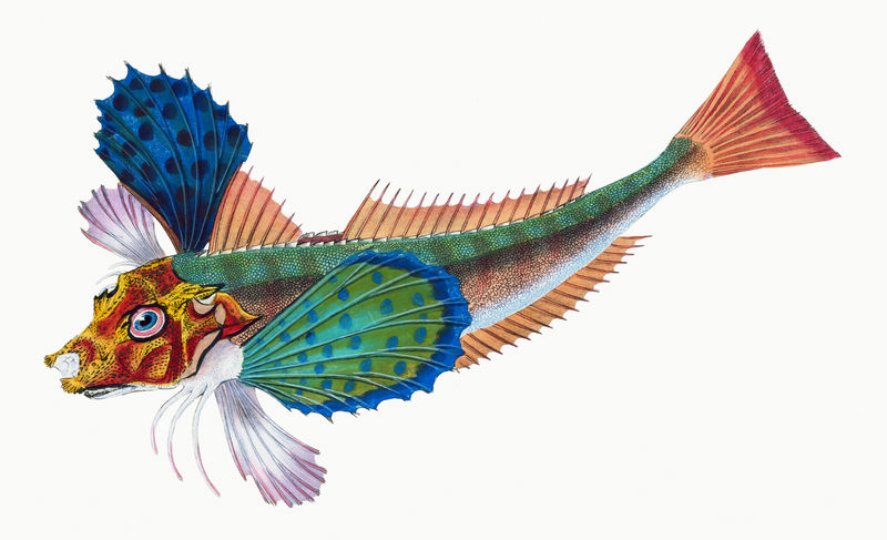 蓝宝石古纳德的复古插图