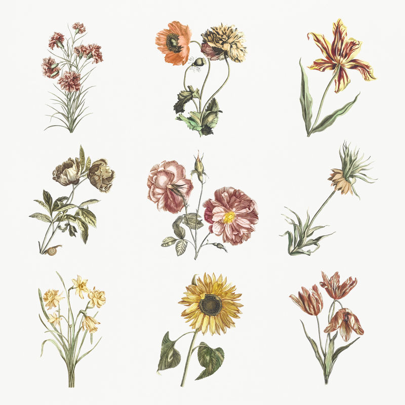 复古花卉psd手绘插图套装
