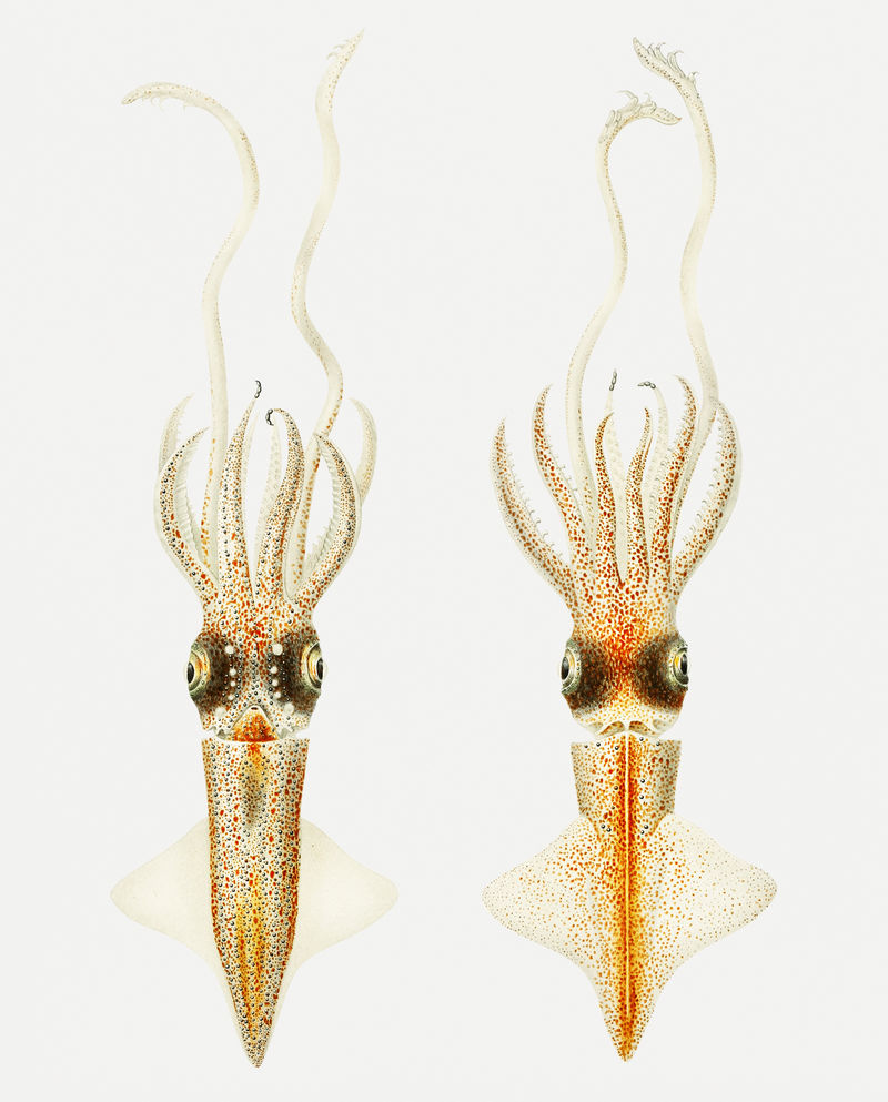 生物发光乌贼插图