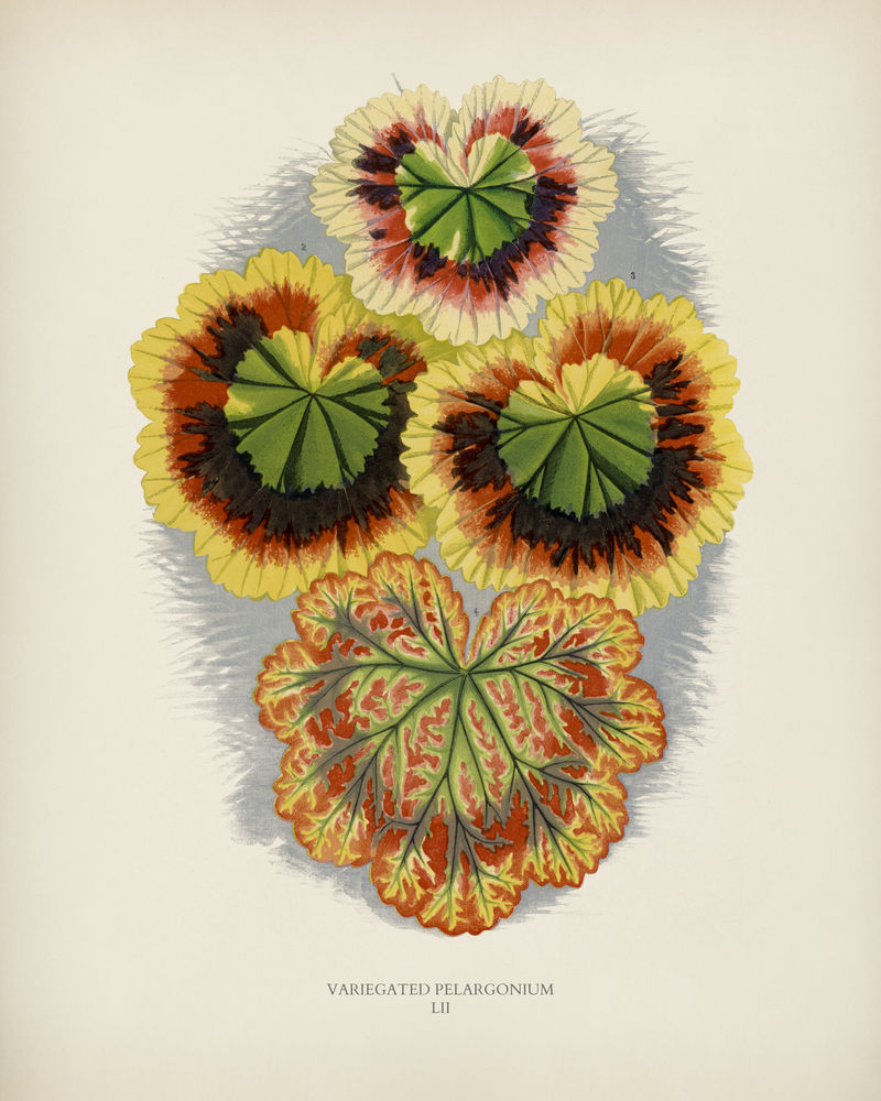 本杰明·福塞特（1808-1893）为雪莉·希伯德（1825-1890）的新的和稀有的美丽叶子植物雕刻的杂色天竺葵（杂色天竺葵）