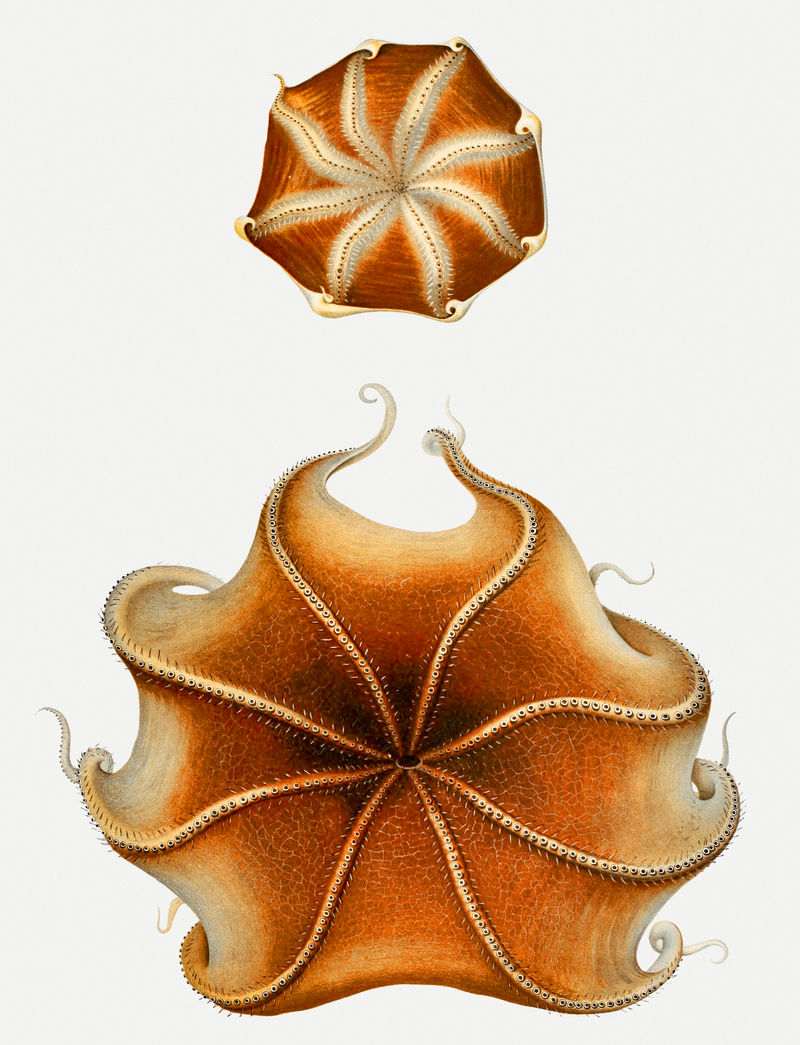 Cirrate章鱼复古插图