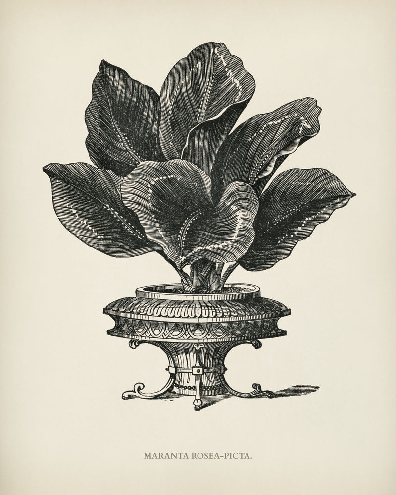 本杰明·福塞特（1808-1893）为雪莉·希伯德（1825-1890）的新的和稀有的美丽叶子植物雕刻的玛兰塔·罗莎·皮克塔