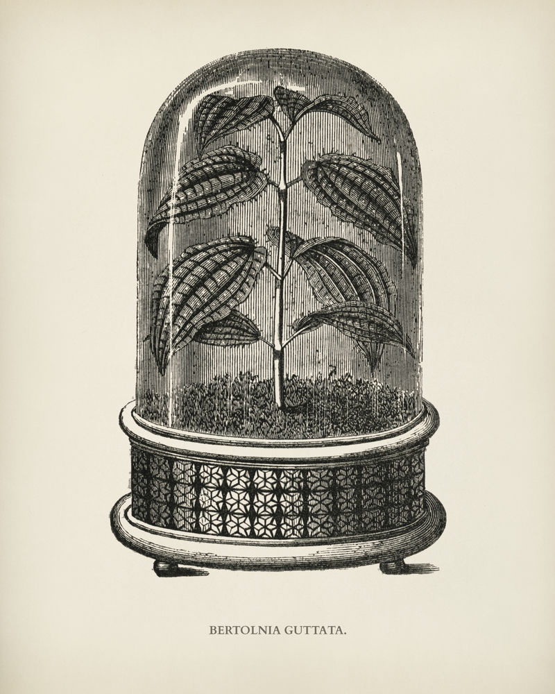 Benjamin Fawcett（1808-1893）为Shirley Hibberd（1825-1890）的新的稀有美丽叶植物雕刻的Bertolonia Guttata