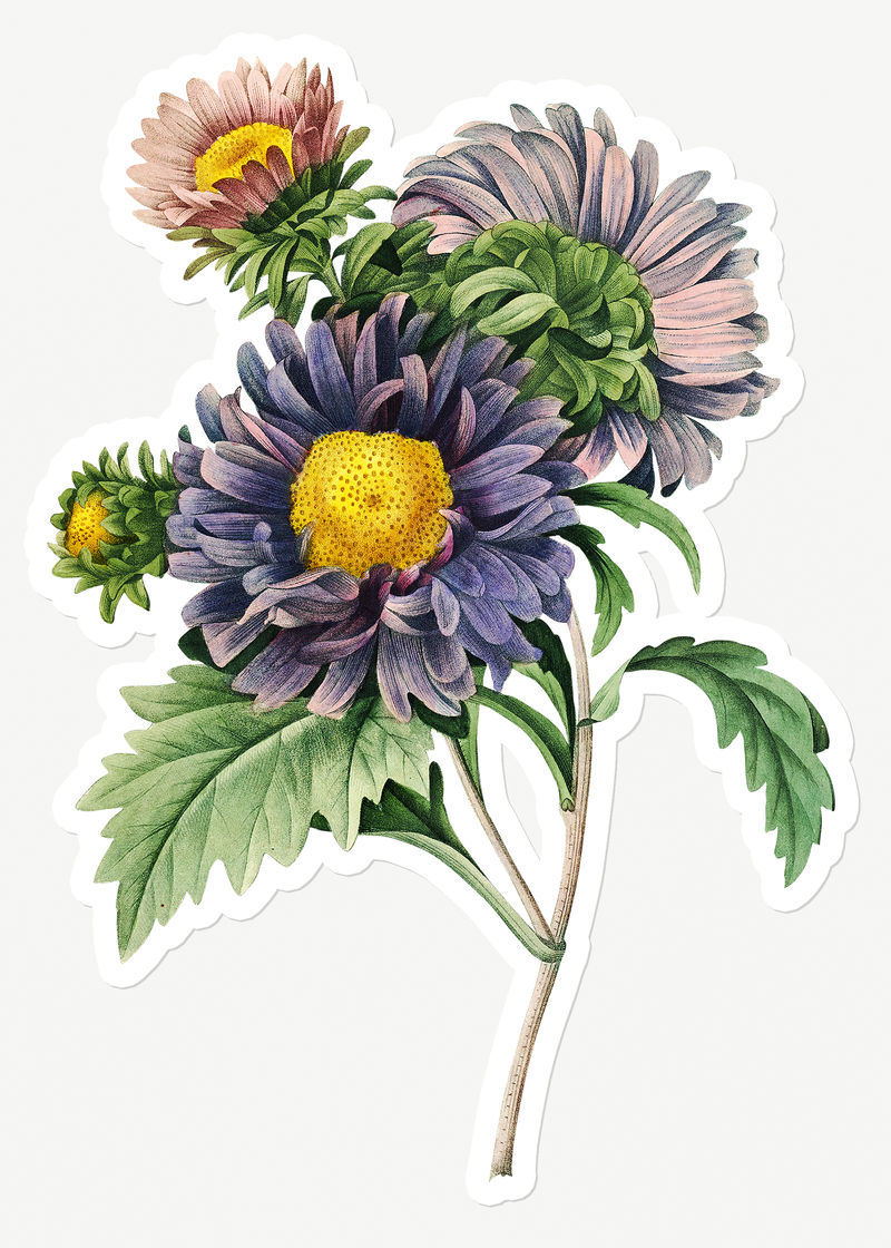 中国紫菀花贴纸设计资源