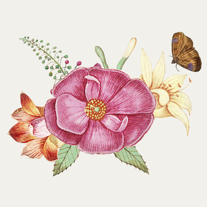 复古野玫瑰插画