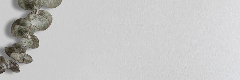 桉树社会旗帜灰色背景