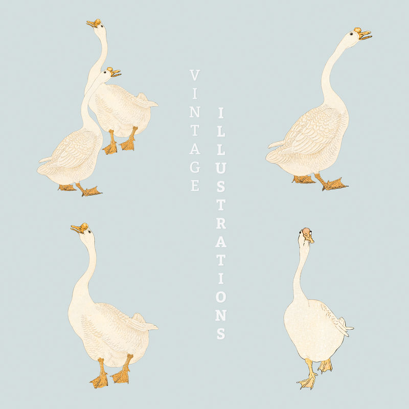 白鹅复古插图
