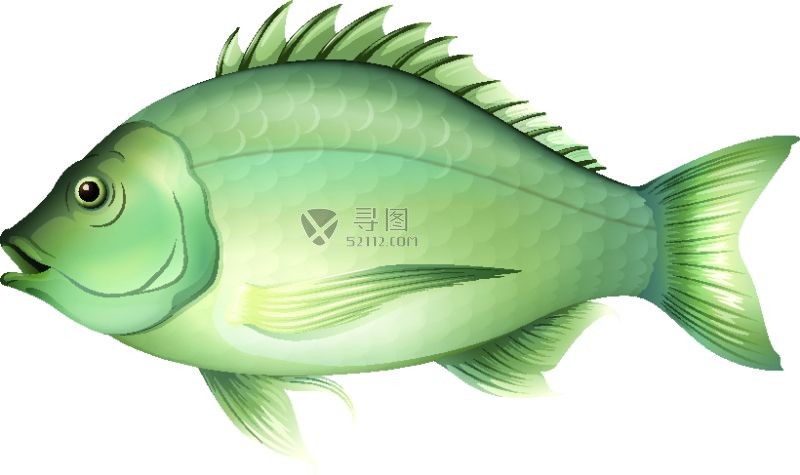 矢量鱼类素材