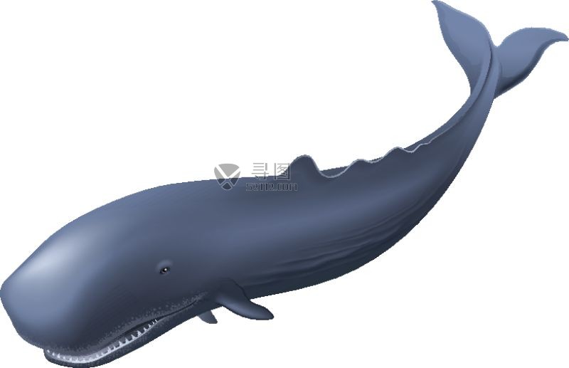 矢量抹香鲸模板