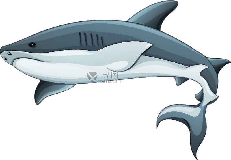 矢量鲨鱼模板